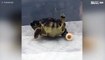 Gehandicapte schildpad kan weer bewegen