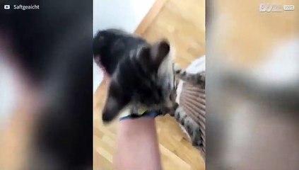 Slapend katje valt van bed