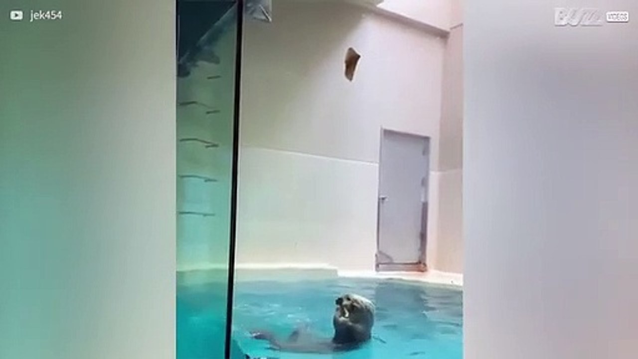 Otter vangt eten met een geweldige sprong