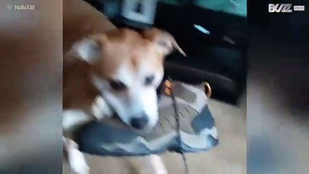 Hond is dol op schoenen