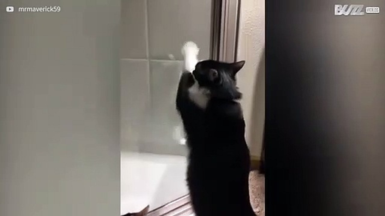 Kat krijgt geen grip op eigen spiegelbeeld