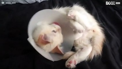 Kitten met kap op kan zich niet wassen