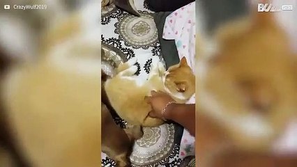 Hond stikjaloers op kat die wordt geaaid