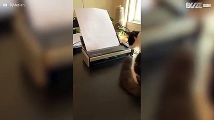 Kat is de dupe van eigen nieuwsgierigheid