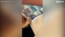 Hond staat op het punt op aantekeningen van student te kauwen
