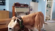 Greyhound blaft maar maakt geen geluid