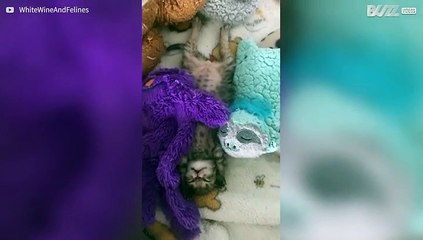 Schattige kittens knuffelen met knuffeldieren