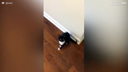 Kat doet het licht uit