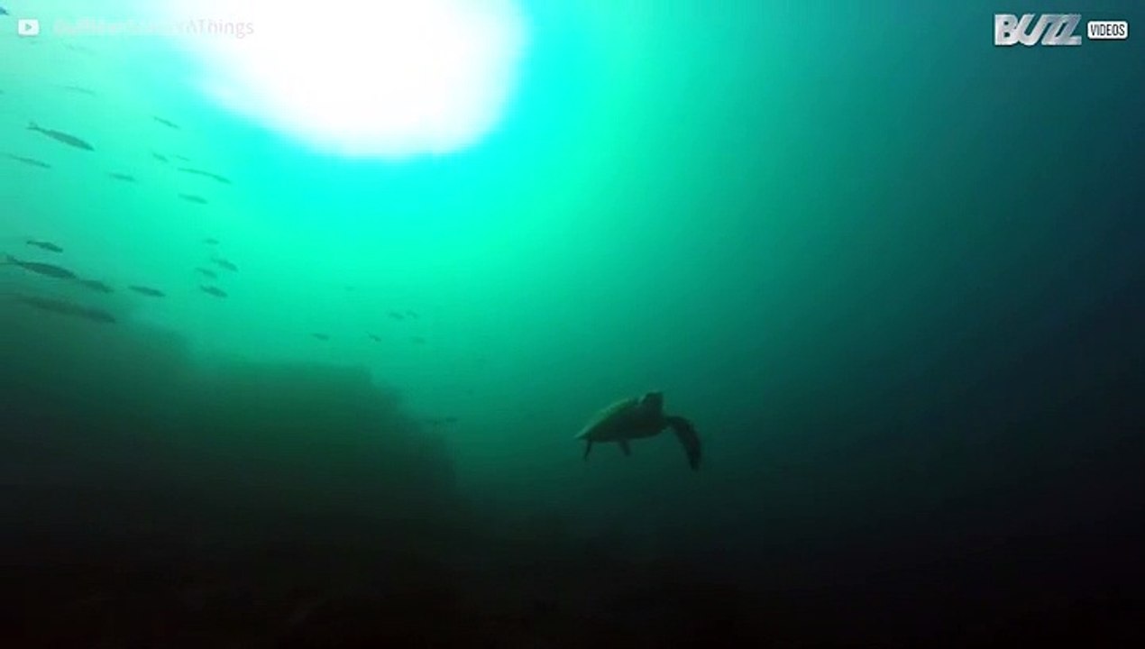 Deze schildpad heeft drie poten