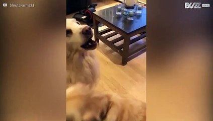 Speelse hond altijd in voor een dolletje