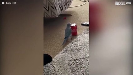 Parkiet vliegt weg met colablikje