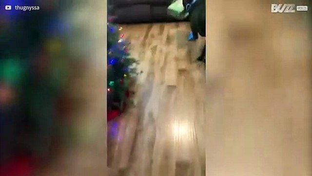 Hond super blij met zijn kerstcadeautje!