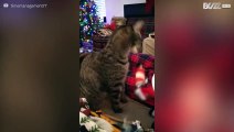 Kat gebruikt speeltje helemaal verkeerd!