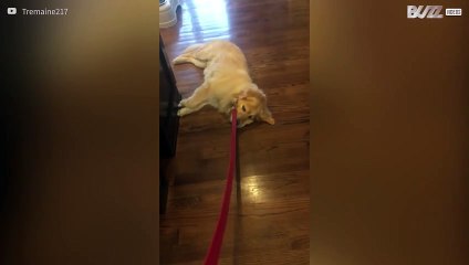 Is dit de luiste hond ter wereld?