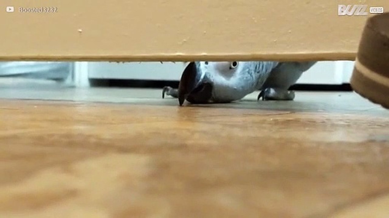 Grijze papegaai heeft het oog van een detective