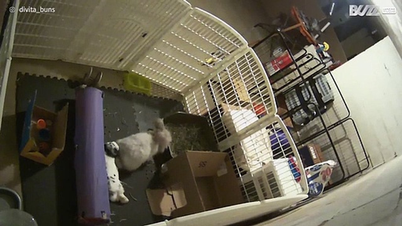 Konijn ontsnapt uit zijn hok