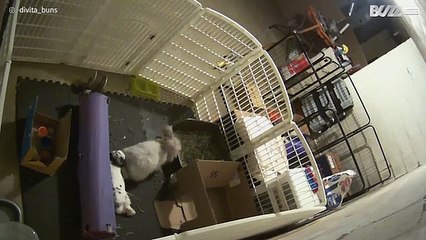 Konijn ontsnapt uit zijn hok