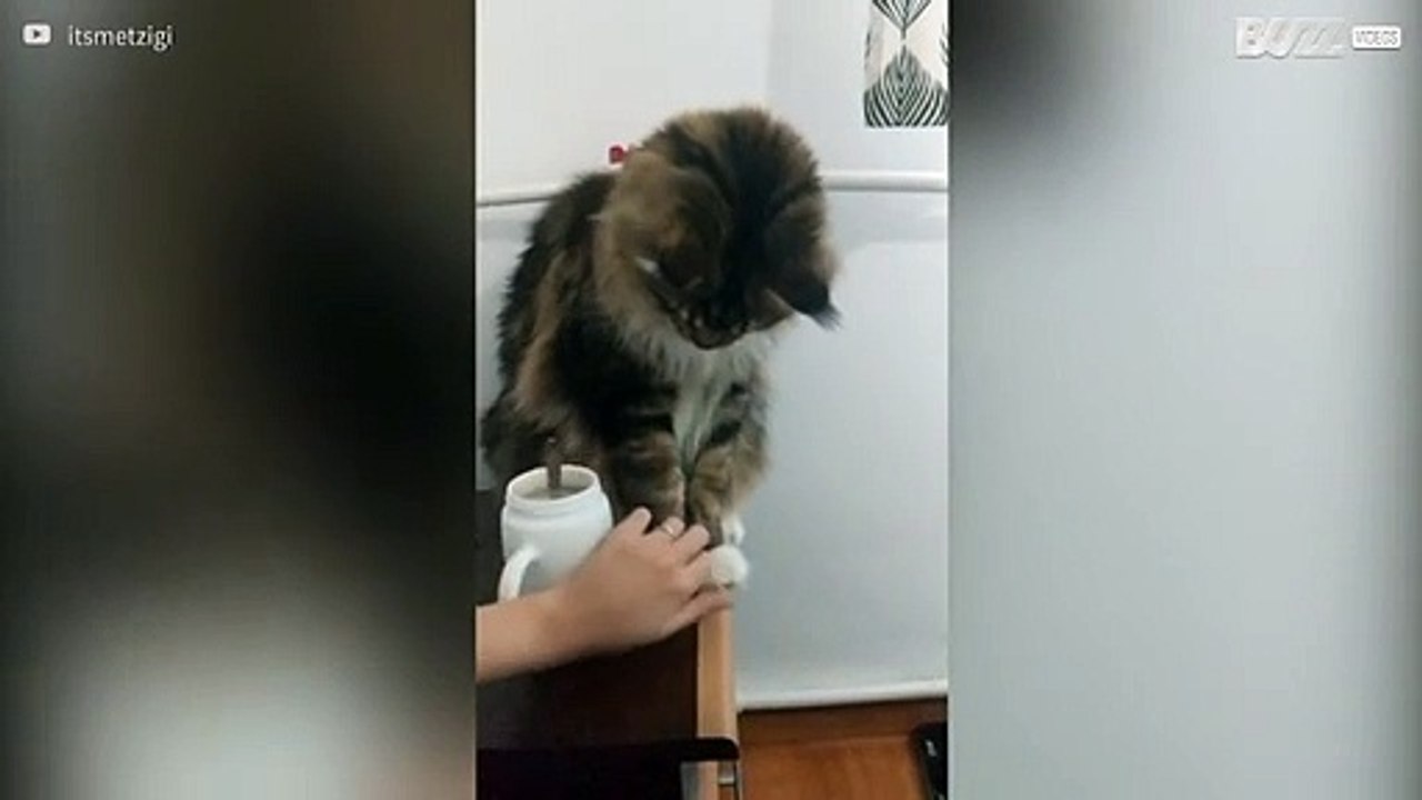 Deze kat heeft een hele slechte houding!