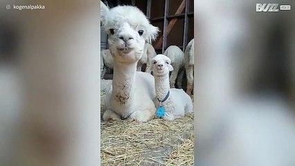 Moeder alpaca knuffelt met haar kleintje