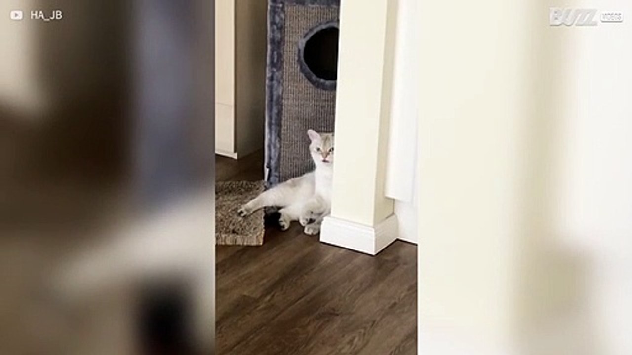 Kat steekt tong uit