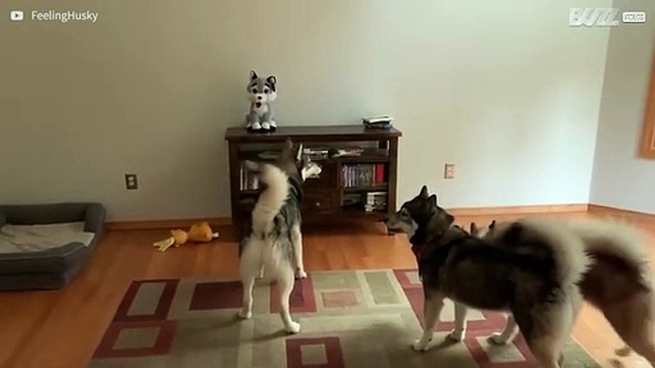 Drie husky's als de dood voor knuffeldier