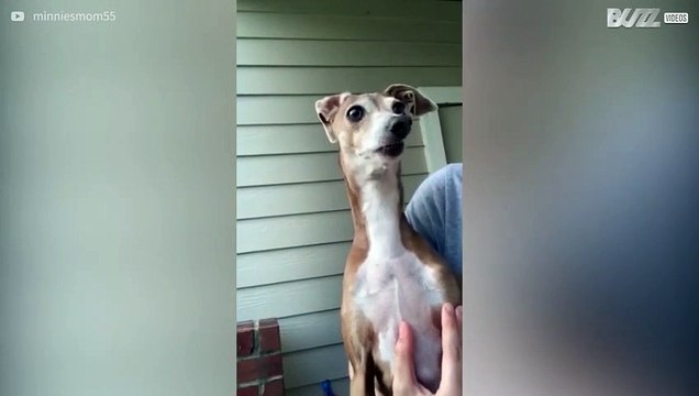 Minnie huilt elke keer als ze een andere hond ziet