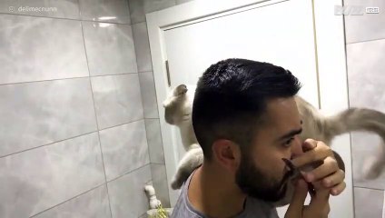 [TRANSLATE] - Hyperactive cat invades owner's personal space