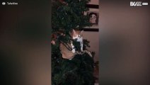 Voor deze katten is een kerstboom een pretpark!