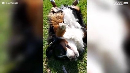 Luie hond weigert om te wandelen