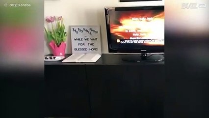 Hond zingt mee met religieus lied