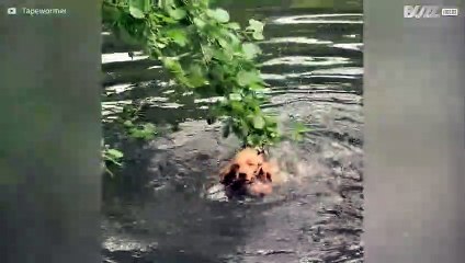 [TRANSLATE] - Dog fetches tree branch by mistake