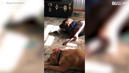 Hond mediteert met pot kokosolie