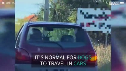 Goat seen with passengers taking a ride in car
