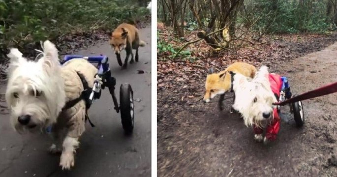 Sauvés par une vétérinaire, ce chien handicapé et cette renarde aveugle sont devenus inséparables