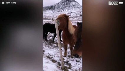 [TRANSLATE] - Horse nibbles on wooden pole in hilarious scene