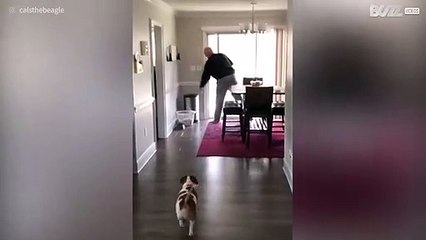 [TRANSLATE] - Owner pranks dog with door