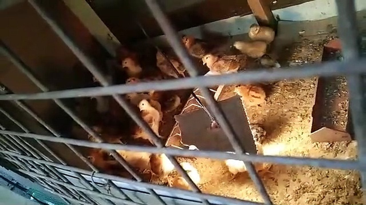 little chicken