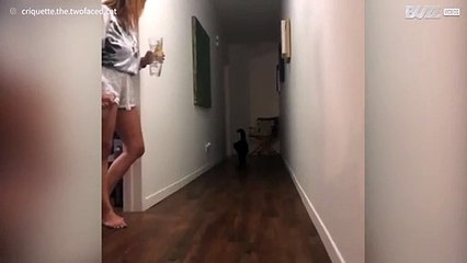 Cat gets frightened and jumps hilariously!