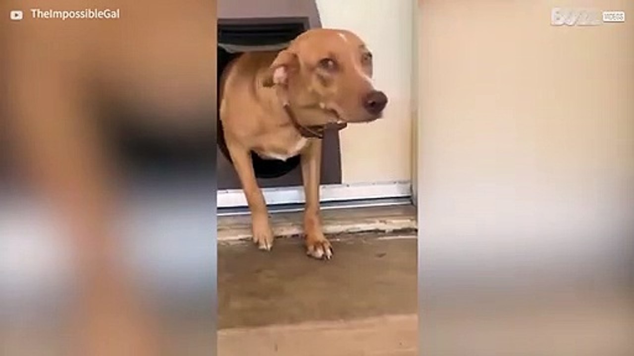 Dog has guilty look written all over its face -1