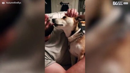 [TRANSLATE] - Dog falls in love with owner's fiance 8