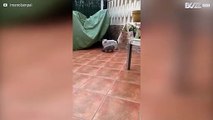 [TRANSLATE] - Cat shows off neat parkour skills during chase