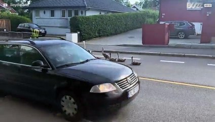 Family of swans relax in middle of road and cause long traffic queues -1