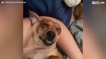 [TRANSLATE] - Dog appears possessed while dozing 1