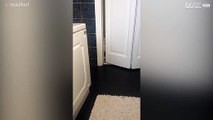 [TRANSLATE] - Cat gives scary look as it spies on owner in bathroom 1