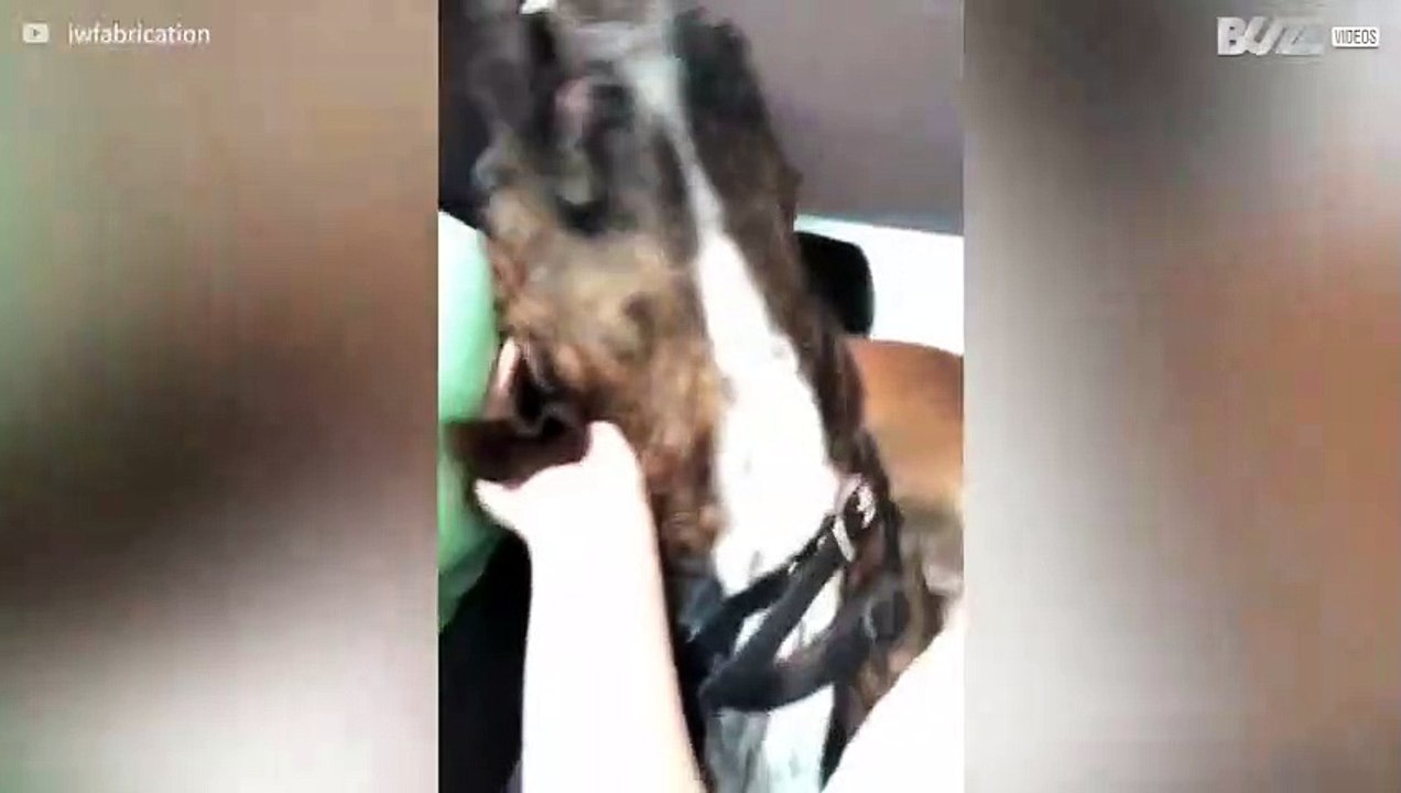 [TRANSLATE] - Dog reacts to ear being tickled w...