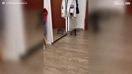 [TRANSLATE] - Kitten in dramatic battle with its own reflection