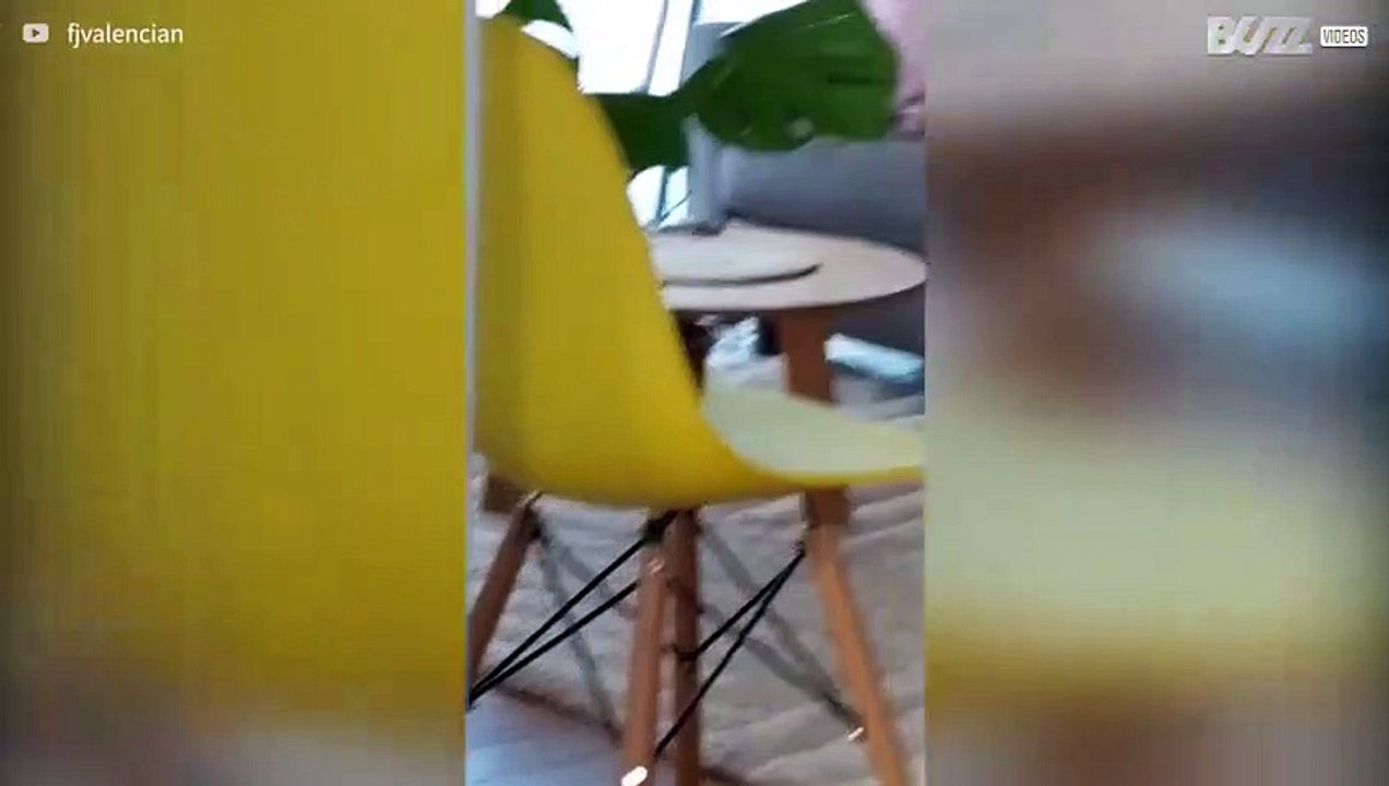 [TRANSLATE] - Owner finds dog sleeping in a freaky posture