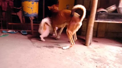 dog lover