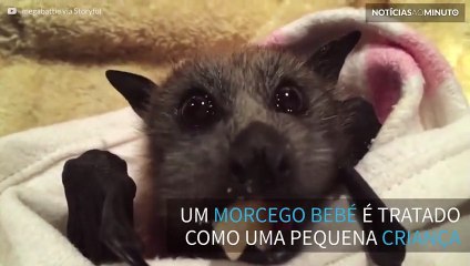 Morcego bebé delicia-se a comer fruta