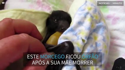 Bebé morcego é resgatado após a sua mãe morrer